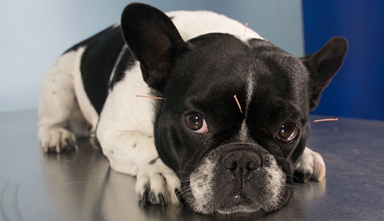 cachorro em uma sessão de acupuntura